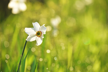 Delicate spring flower of white daffodil on a green meadow. Sparkling bokeh in the background on a sunny day.