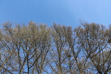 pine trees without needles in spring in orderly rows with crows ' nests