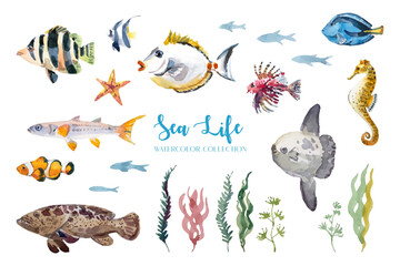 Watercolor painting, sea fish and marine life collection. 