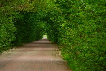 Fototapeta na wymiar green tunnel from tree branches above the road. Trees arching over a dirt road. Soft selective focus.