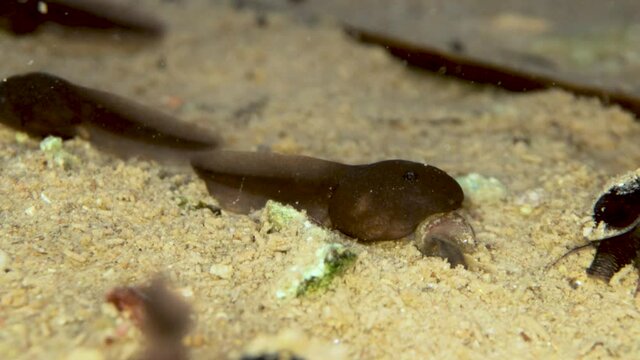 tadpole  in the sand