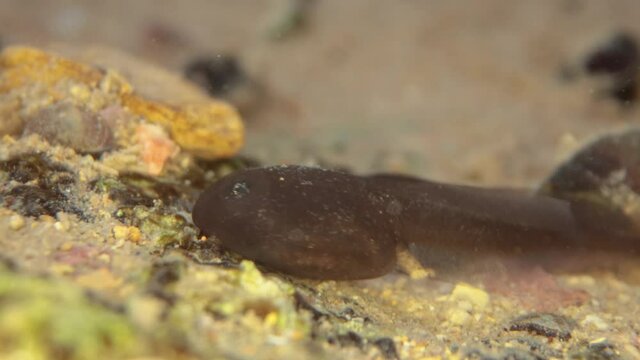 tadpole in the water