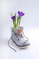 Purple crocuses in a gray boot on a white background.