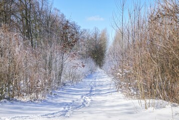 Verschneiter Weg