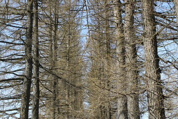 Fototapeta premium pine trees without needles in spring in orderly rows
