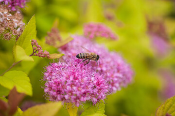  beatiful spring flowers with bee on them