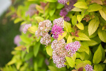  beatiful spring flowers with bee on them