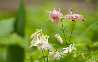 white and pink flowers