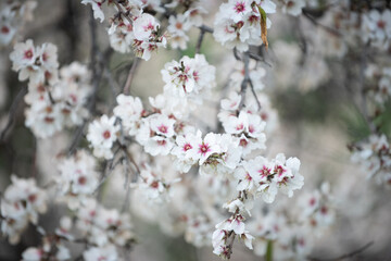 Almendro en flor 