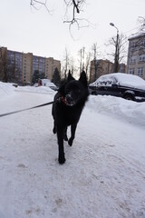 black dog stands in the snow and looks into the distance