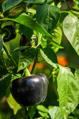 plantation of purple bell peppers gardening concept
