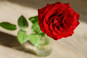 Red fresh rose with water drops in the rays of sunlight
