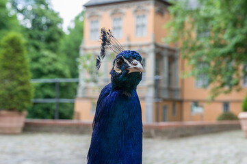 holzhobel hobel holz bearbeiten schreiner tischler