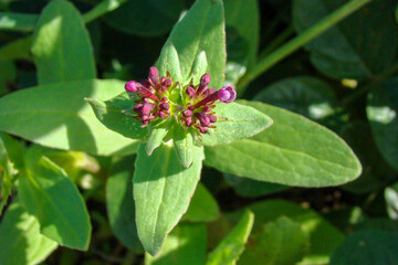 Obraz premium Horn-of-Plenty (Fedia cornucopiae)