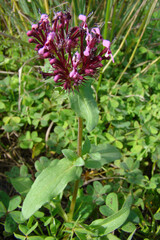 Horn-of-Plenty (Fedia cornucopiae)