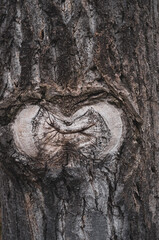 Wood Knot