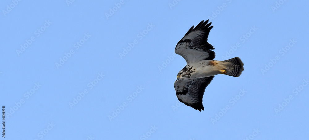 Wall mural white Common Buzzard (Buteo buteo) // weißer Mäusebussard (Buteo buteo)