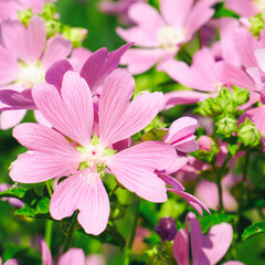 Pink wild mallow flowers in natural environment