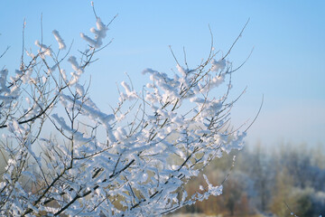 Twigs covered with snow on the background of the spring blue sky