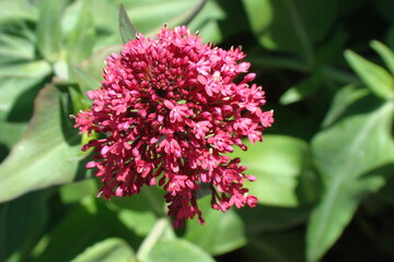 Red Valerian (Centranthus ruber)