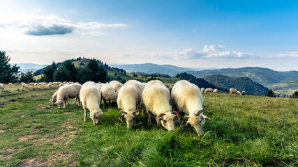 Spacer po Małych Pieninach. © Mariusz Szymanek