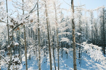 Verschneite Wälder um Wernigerode