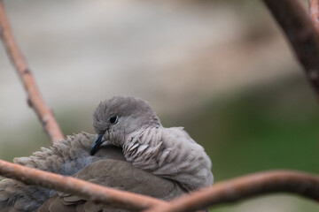 Streptopelia decaocto, or Collared dove on a branch.
