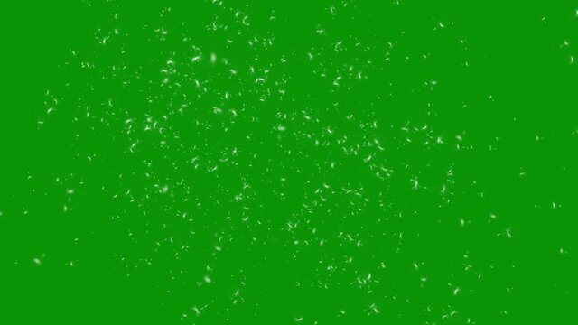 Flying dandelion seeds and pollen dust motion graphics with green screen background