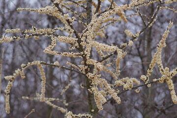 Winterwanderungen um Irschenberg/Seeham
