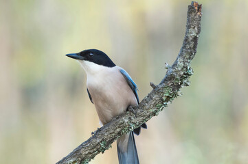 Pega azul, ave relativamente esguia, de dimensão média cauda comprida e batimento de asas em voo muito rápido.