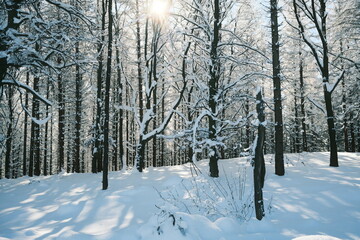 Wintertraum im Wald mit Sonne