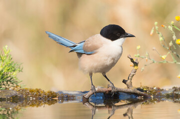 Pega azul, ave relativamente esguia, de dimensão média cauda comprida e batimento de asas em voo muito rápido.