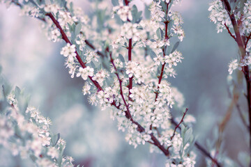 A blooming cherry branch on a blurry green-blue background.