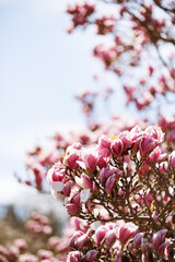 pinke Magnolienblüte am Baum im Frühjahr bei blauem Himmel und Sonnenschein