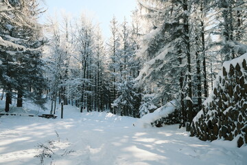 Wanderung durch den Winterwald