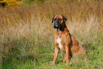Boxer Dog portrait