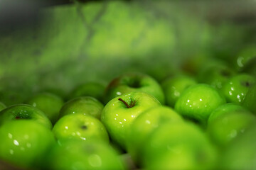 Green delicious apples on packing line at fruit warehouse. Food industry.