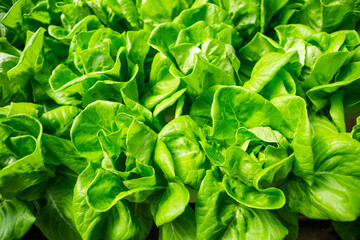 Fototapeta na wymiar Closeup green lettuce plant background, organice vegetable farming, nature background, healthy food, fresh vegetable