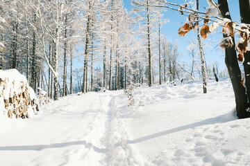 Winter Wanderung im verschneiten Harz Wald