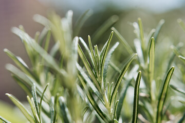 Rosmarin Makrofoto Rosmarinzweige im Detail - Kräuter, Pflanze, Gewürz, mediterrante Kräuter,...