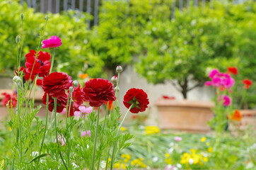 a garden with various colored flowers