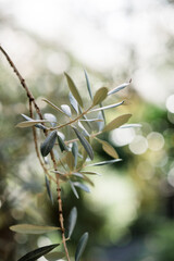 Olivenzweig im Detail mit Bokeh - Makrofoto von einem Olivenbaum - mediterran, Olive, grün, Pflanze
