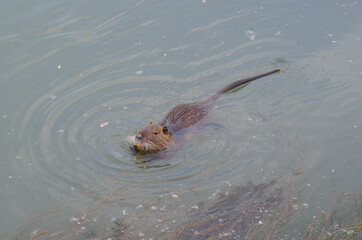 an orange teeth nutria rat