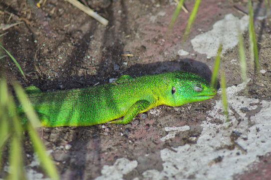 Western ramarro close view