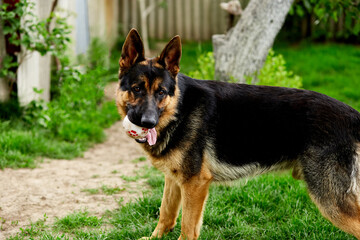 German shepherd stabding on the grass in the park.