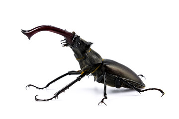 Stag beetle huge insect