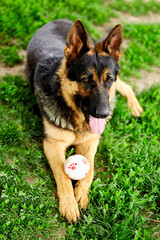German shepherd lying on the grass in the park.