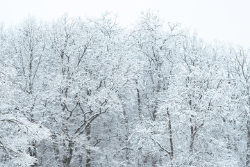winter forest landscape. Frozen snowy trees in winter park. Winter season natural background.