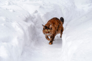 Cat running through the snow. Maine coon cat walks along the snow path between the snowdrifts.