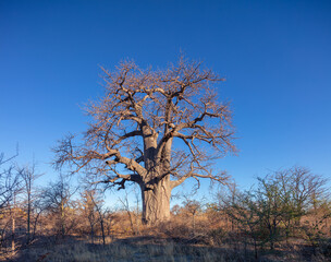 Baobab tree (adansonia digitata) against clear blue sky